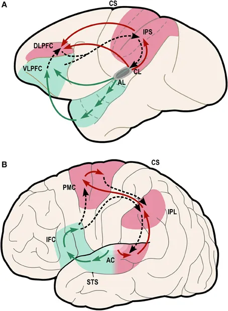 Eighty Years of Believing Alcohol Dissolves Your Brain — Here's What Neuroscience Actually Found