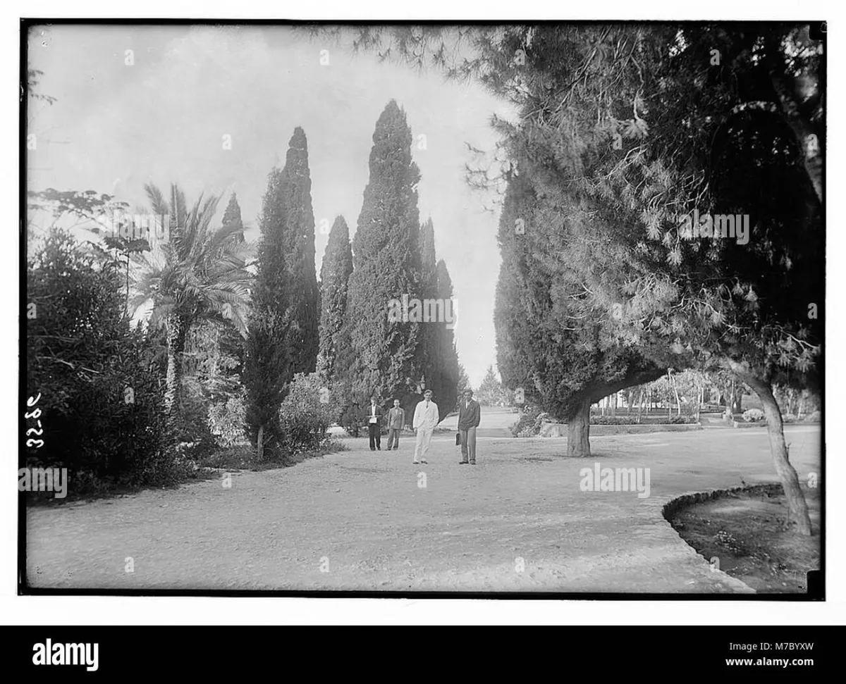 American University of Beirut