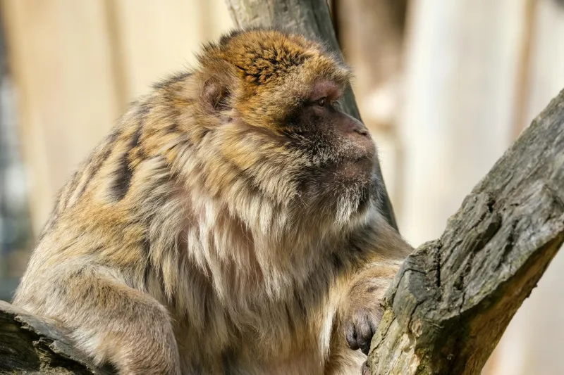 The Evolution Strawman: Why 'If We Came From Monkeys' Misses the Entire Point of the Science