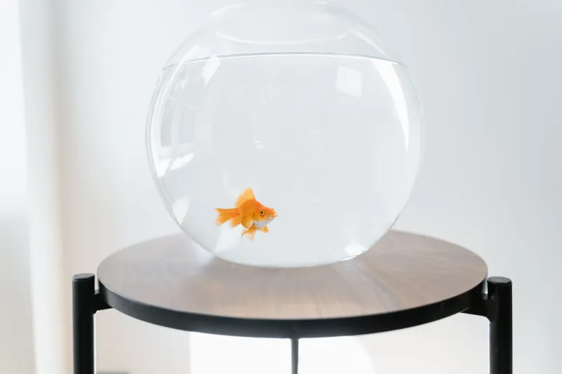 That Little Glass Bowl Was Never a Home — It Was a Death Sentence Sold as a Starter Kit