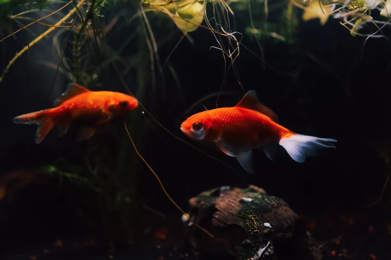 That Little Glass Bowl Is Slowly Killing Your Goldfish — Here's What They Actually Need