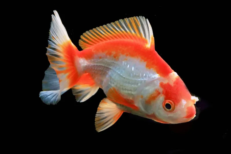 Your Pet Goldfish Can Remember Your Face for Months — Despite What Everyone Says About Three-Second Memory